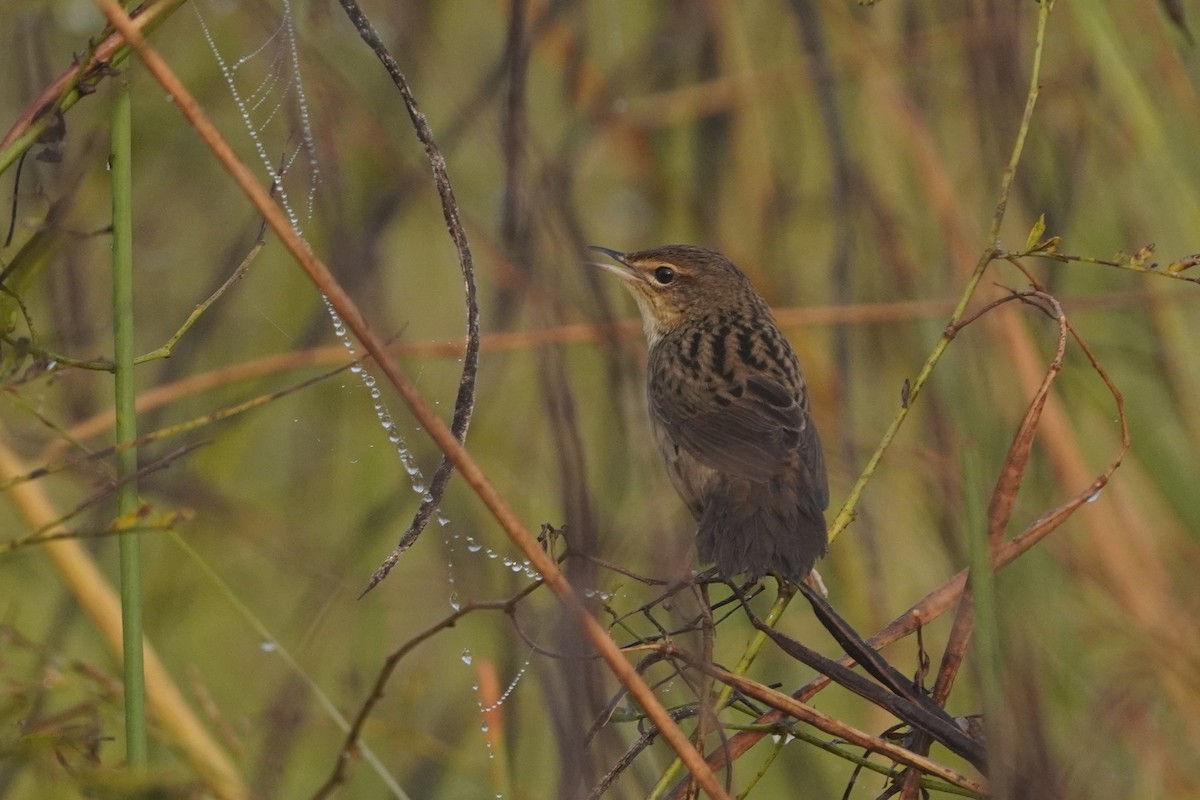 cvrčilka žíhaná - ML646733879