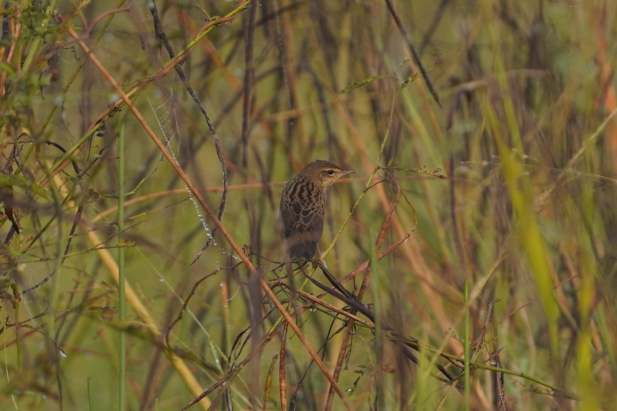 cvrčilka žíhaná - ML646733880