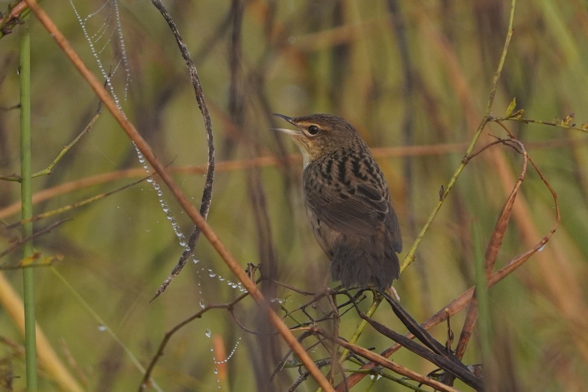 cvrčilka žíhaná - ML646733881
