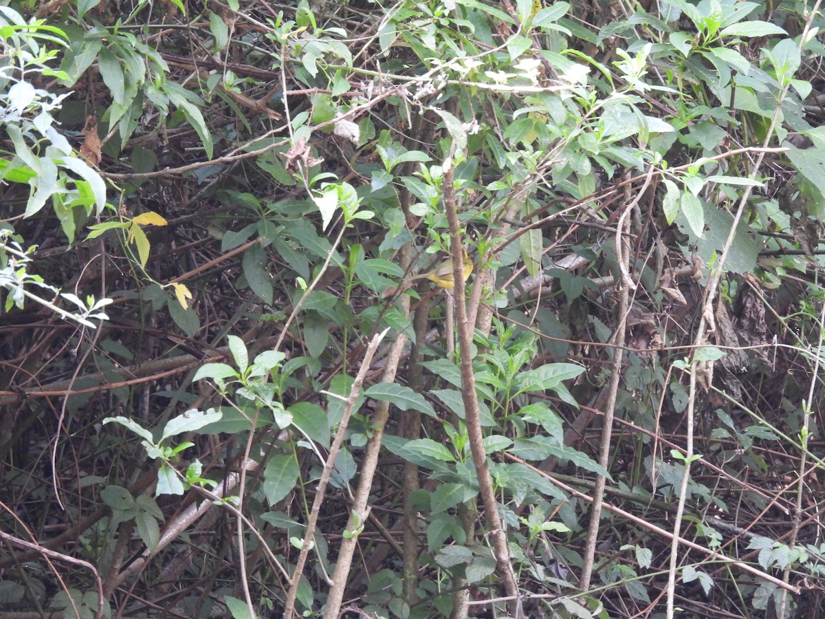 Golden-browed Warbler - ML646733882