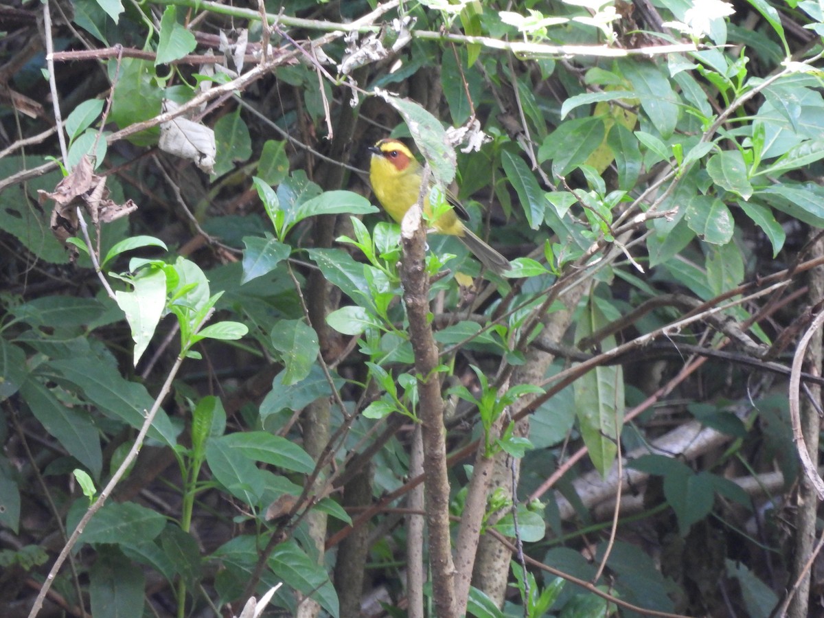 Reinita Cejidorada - ML646733883