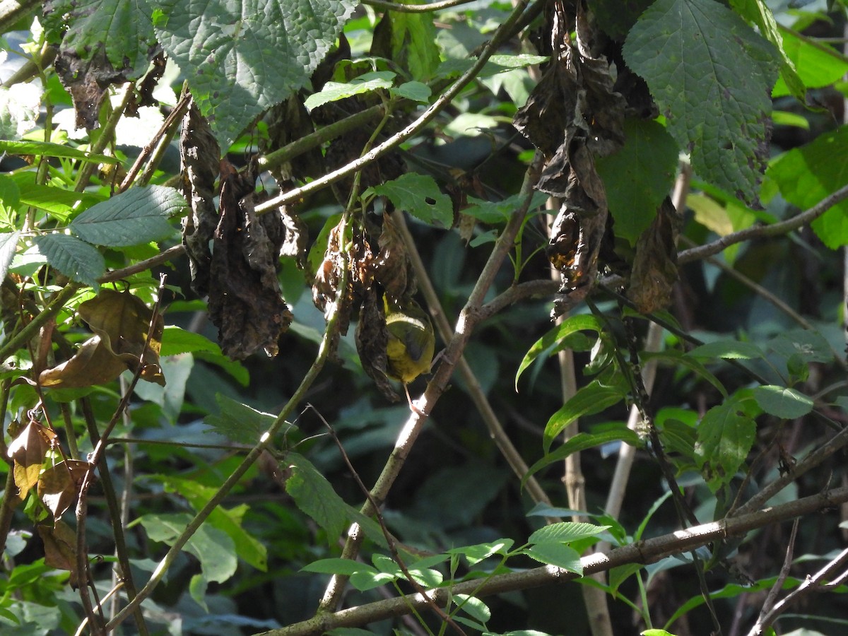 Golden-browed Warbler - ML646733884