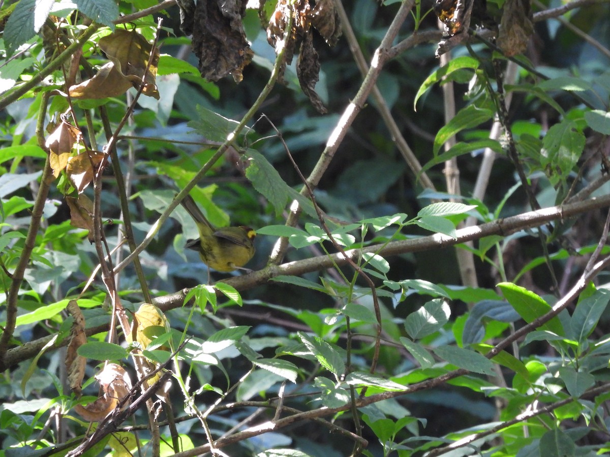 Reinita Cejidorada - ML646733885