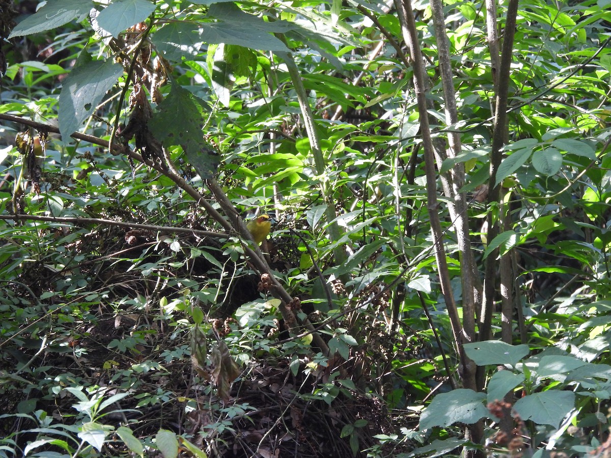 Golden-browed Warbler - ML646733886