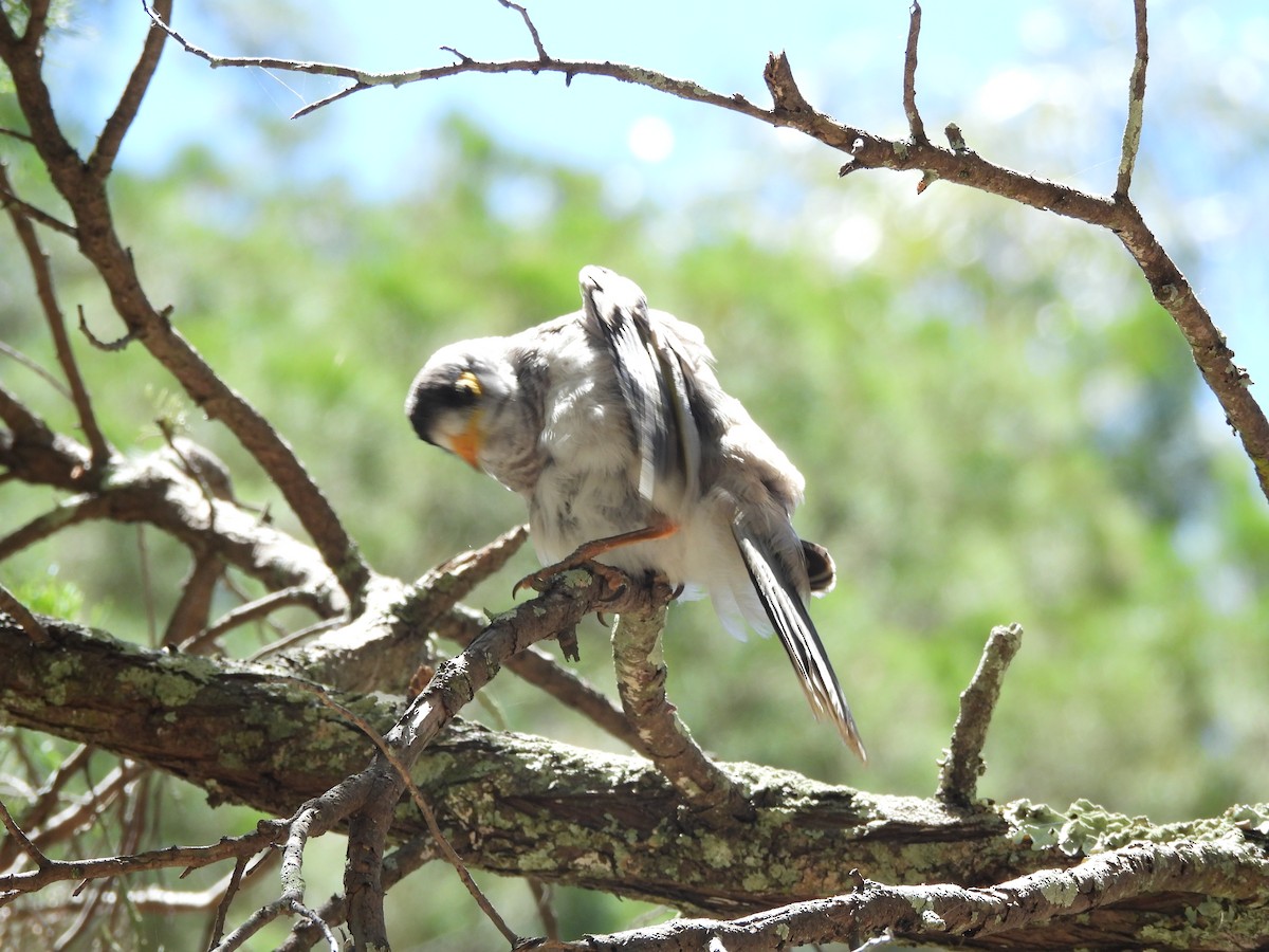 Noisy Miner - ML646733887