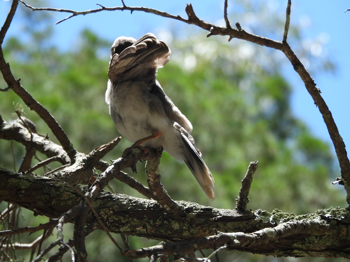 Noisy Miner - ML646733888