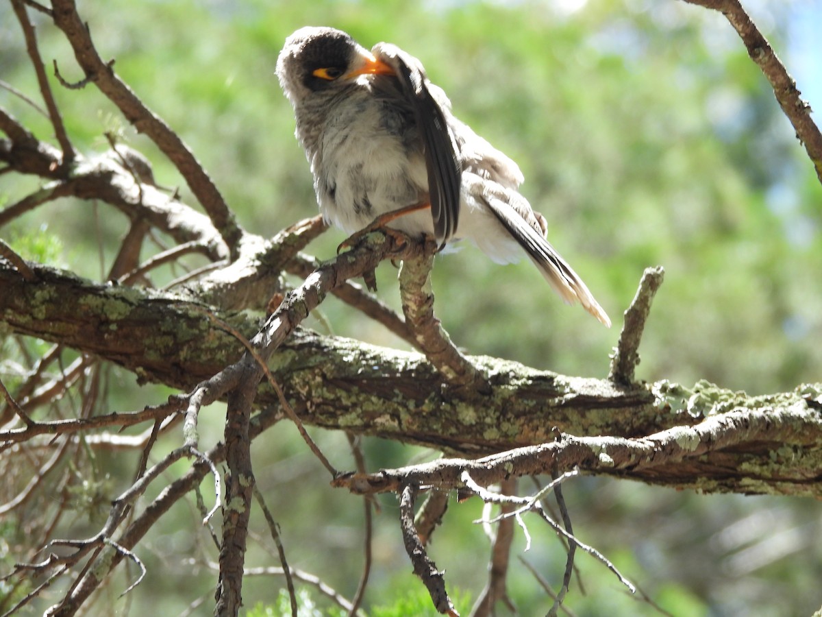 Noisy Miner - ML646733889