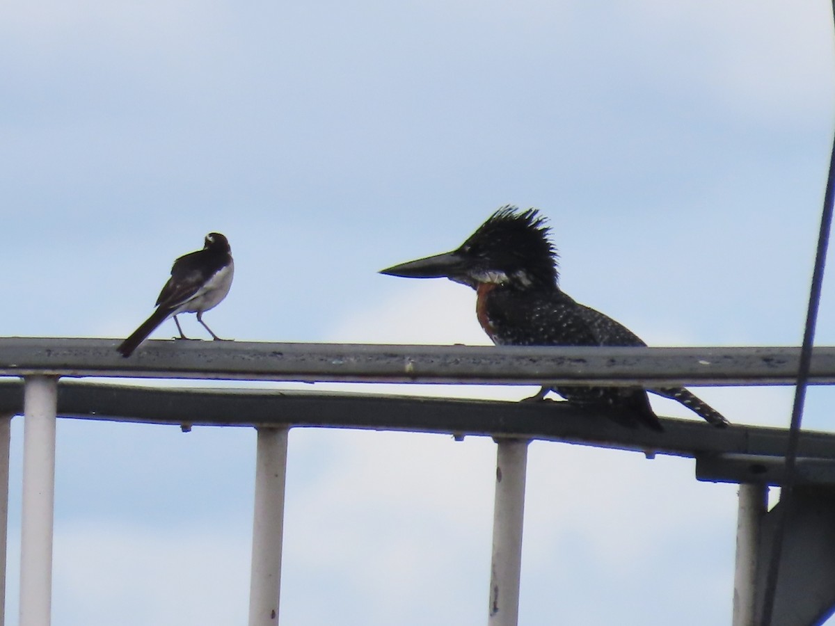 Giant Kingfisher - ML646733890