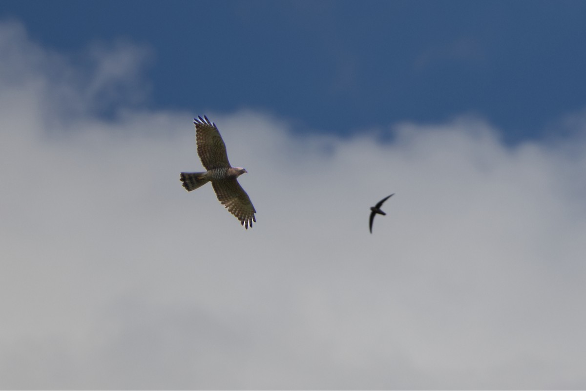 灰面鵟鷹 - ML646733891