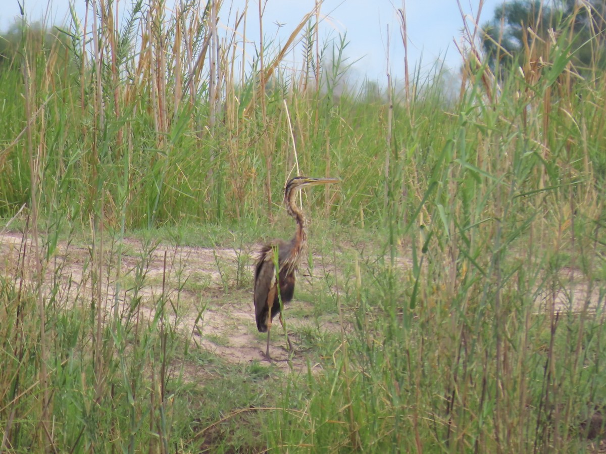 紫鷺 - ML646733894