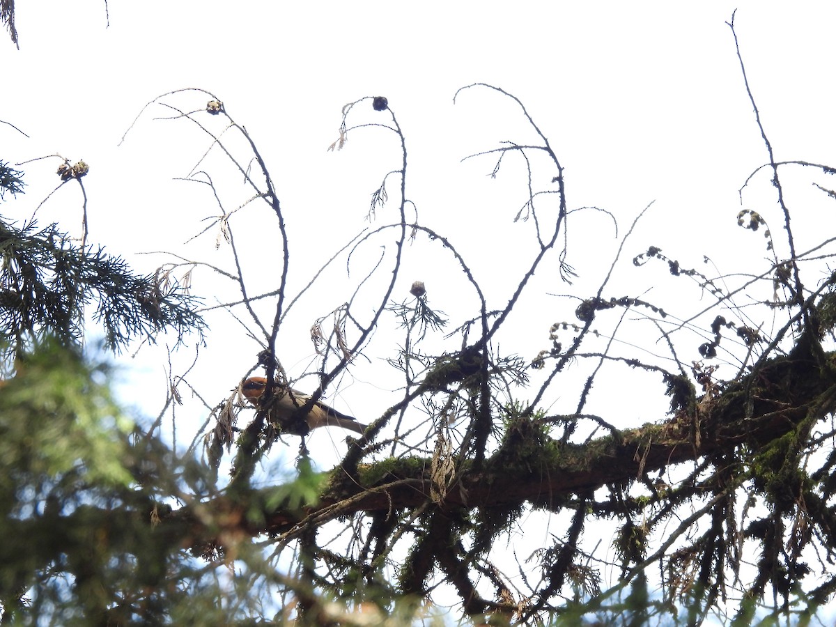 Olive Warbler - ML646733895