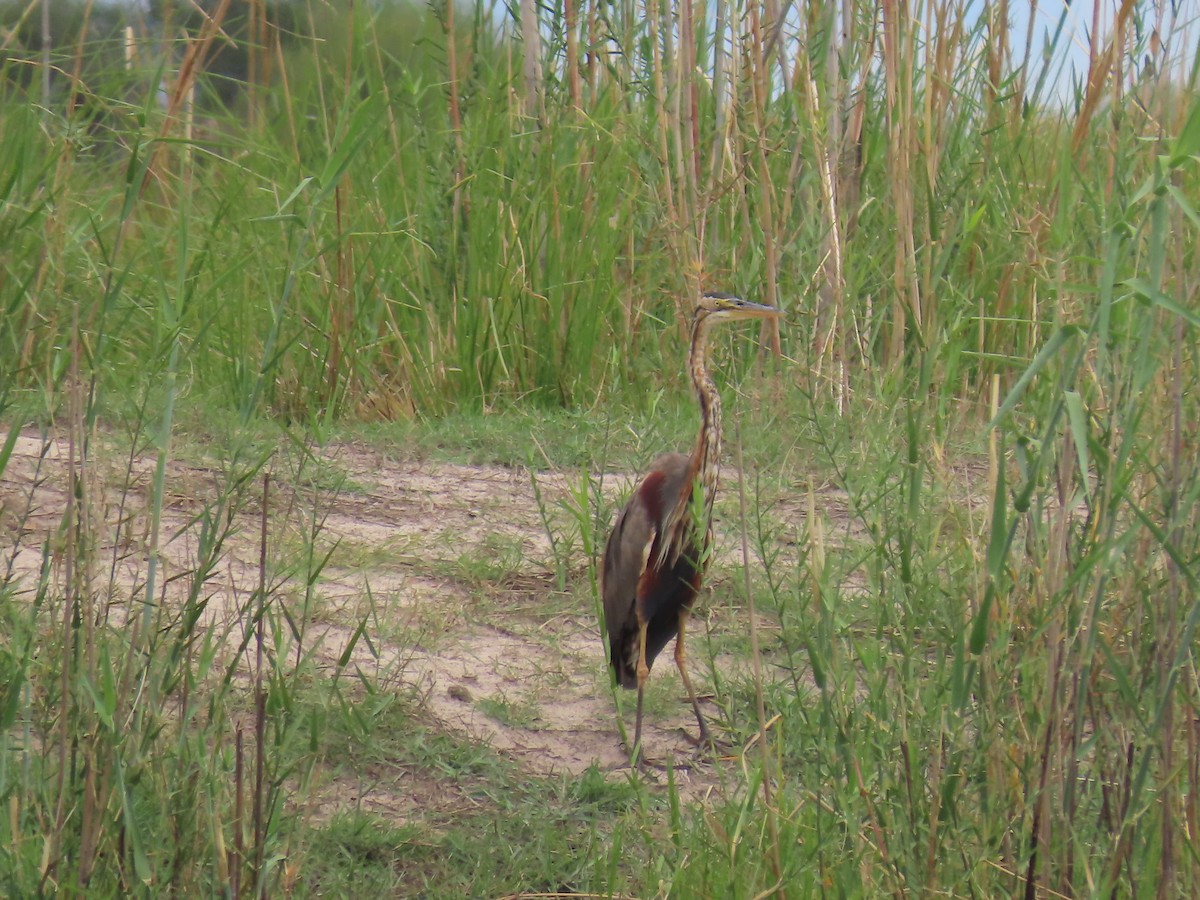 紫鷺 - ML646733896