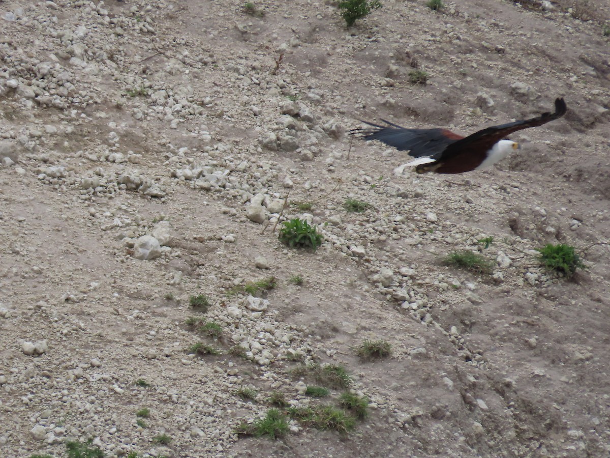 African Fish-Eagle - ML646733901