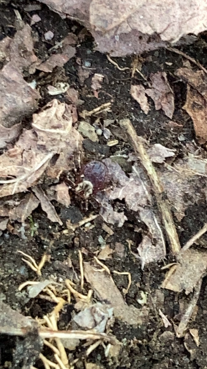 American Dog Tick - ML646733902