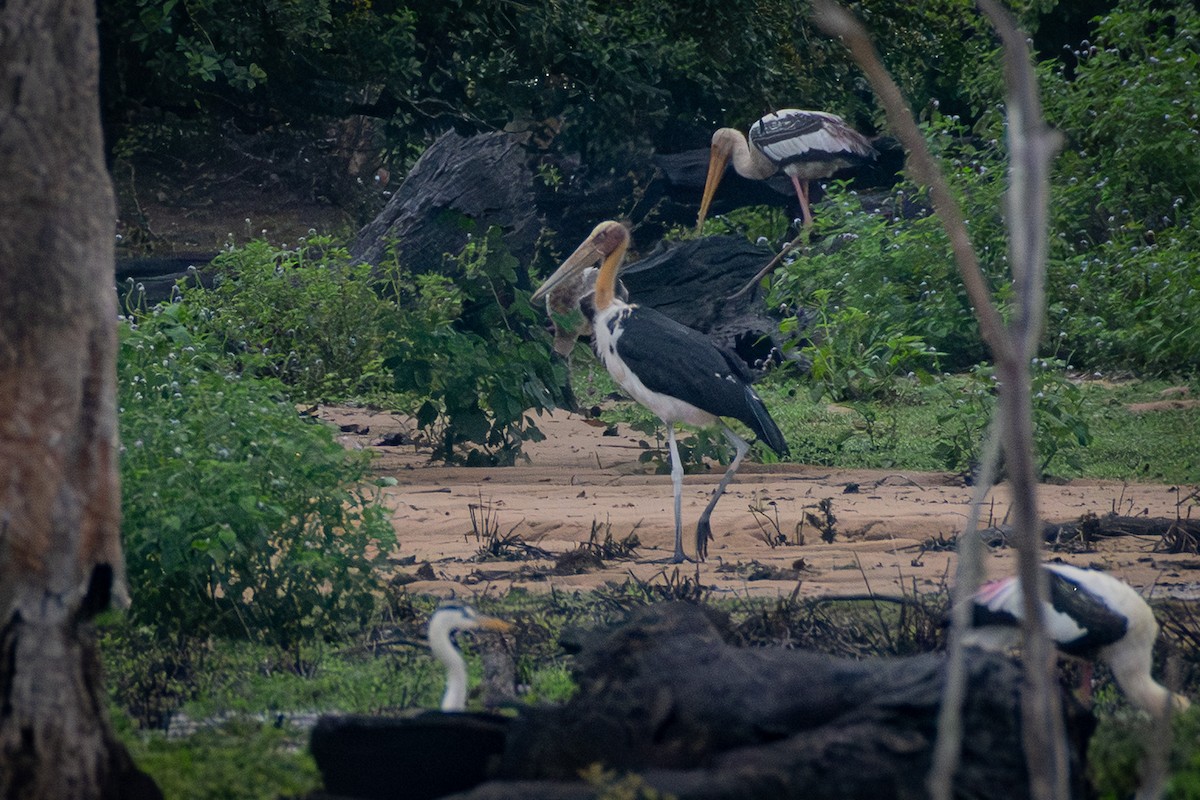 Marabout chevelu - ML646733903