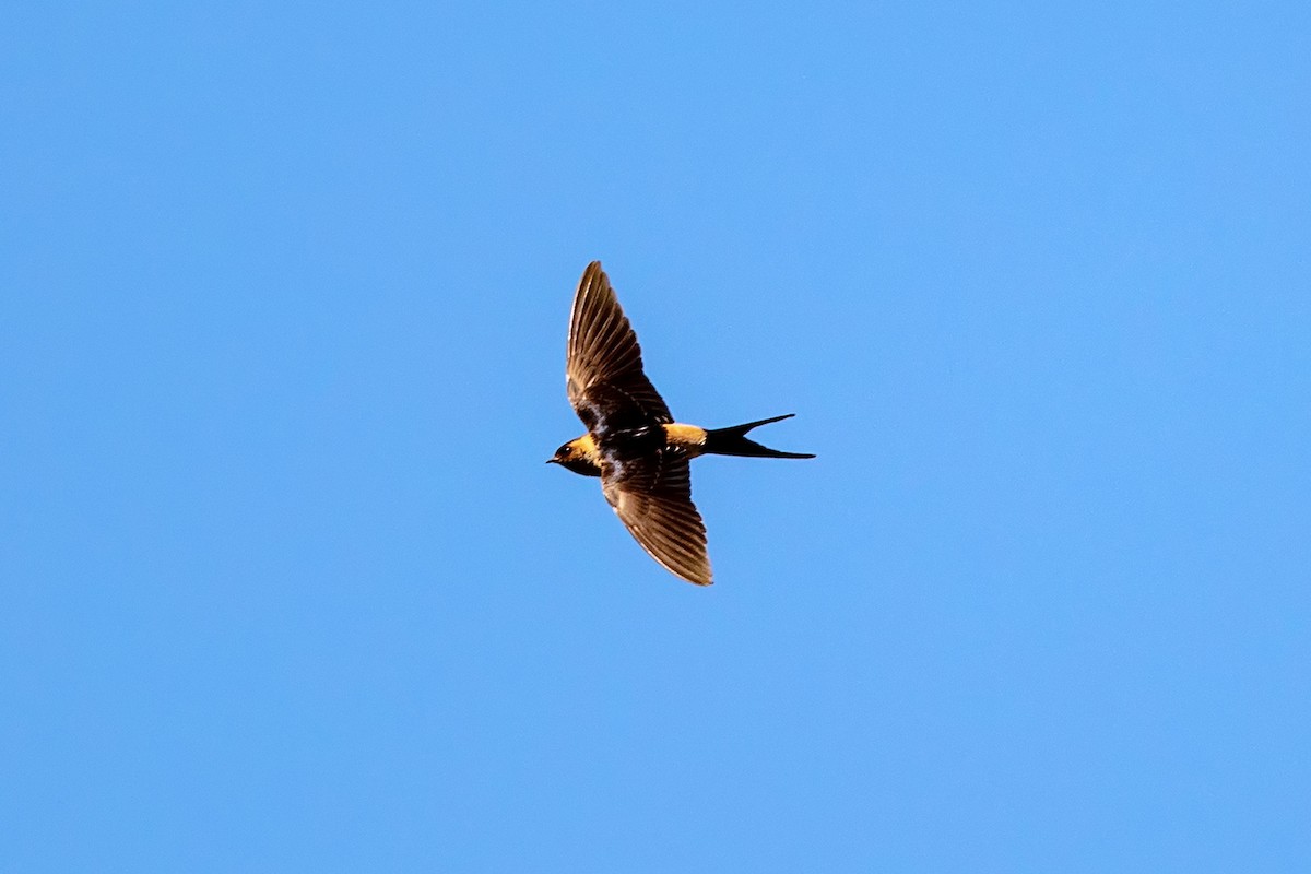 Eastern Red-rumped Swallow (Striated) - ML646733909