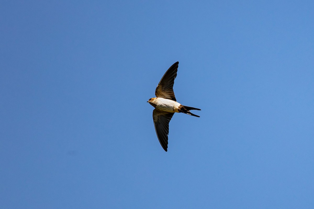 Eastern Red-rumped Swallow (Striated) - ML646733910