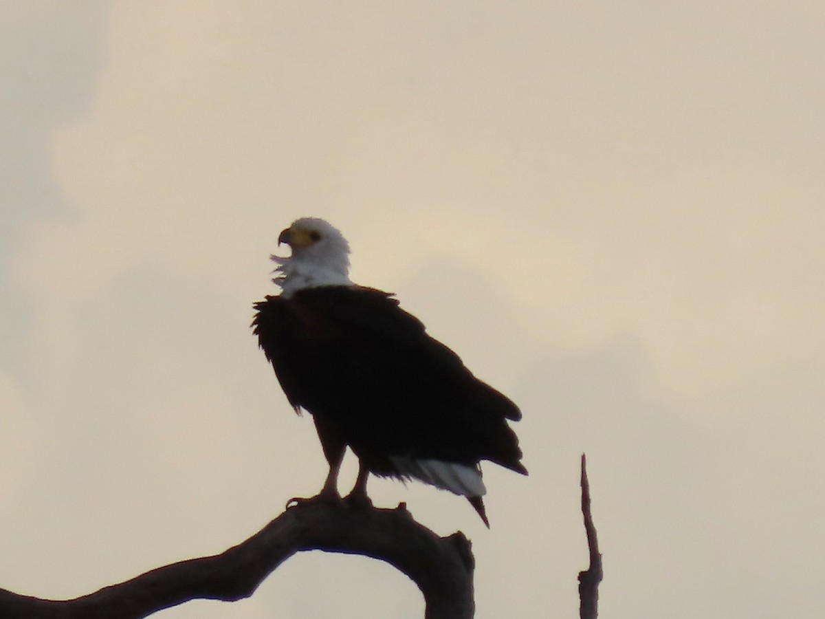 African Fish-Eagle - ML646733912