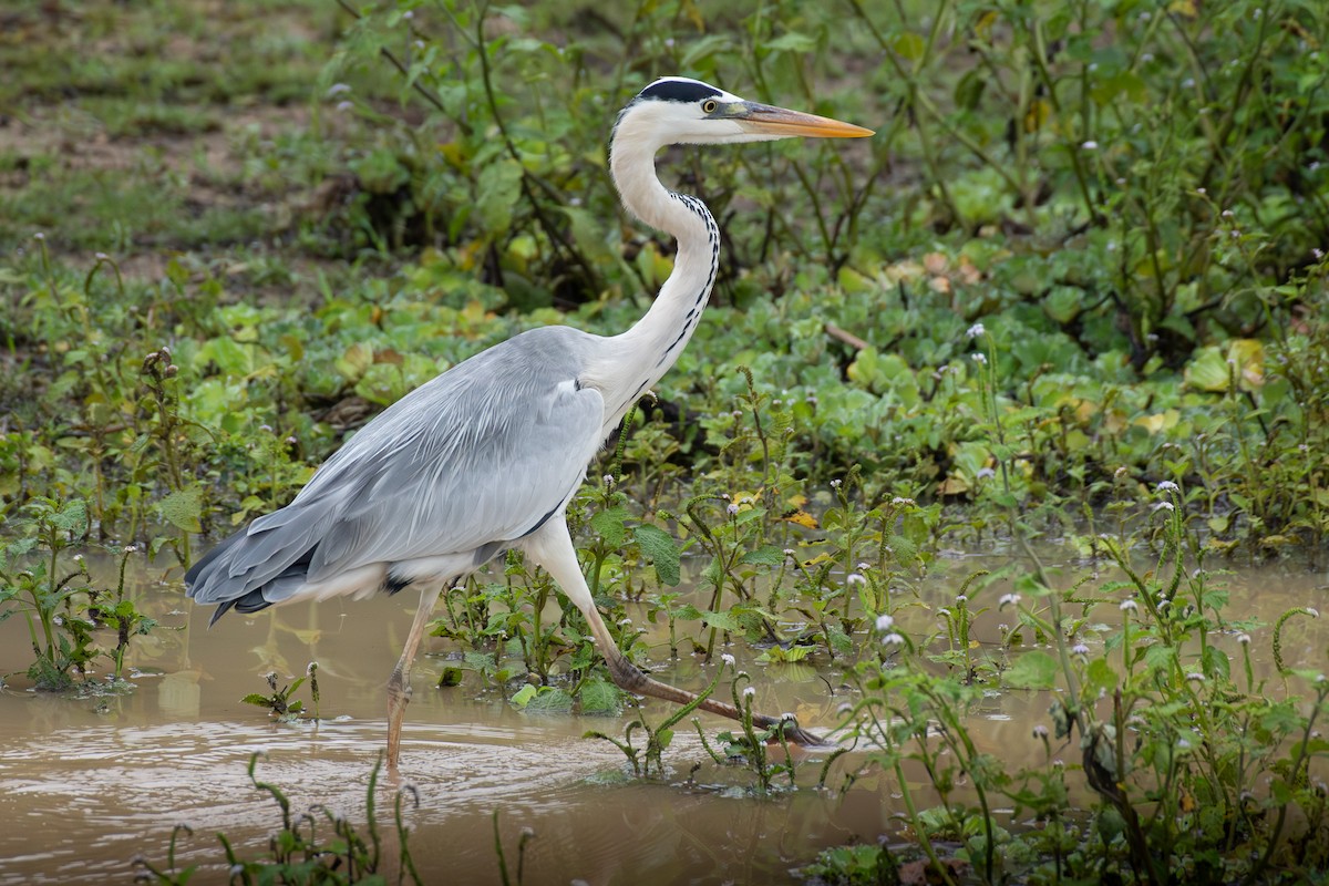 Héron cendré (cinerea/jouyi) - ML646733913