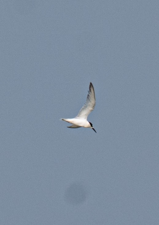 小燕鷗 - ML646733914