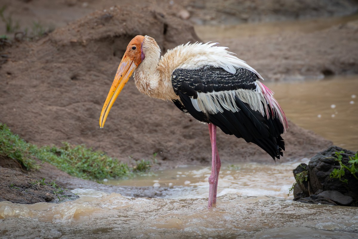 Tantale indien - ML646733915