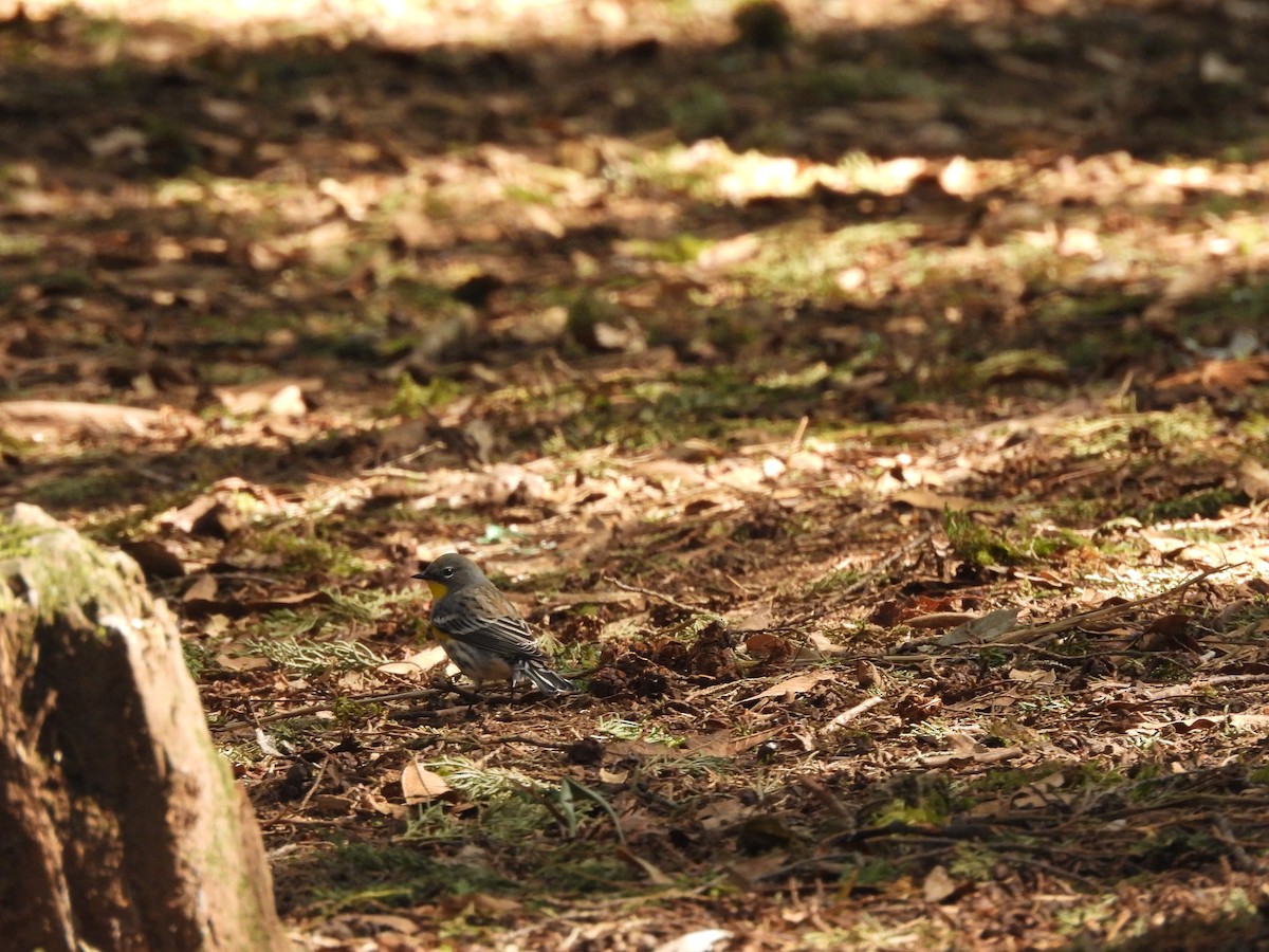 Yellow-rumped Warbler (Audubon's) - ML646733916