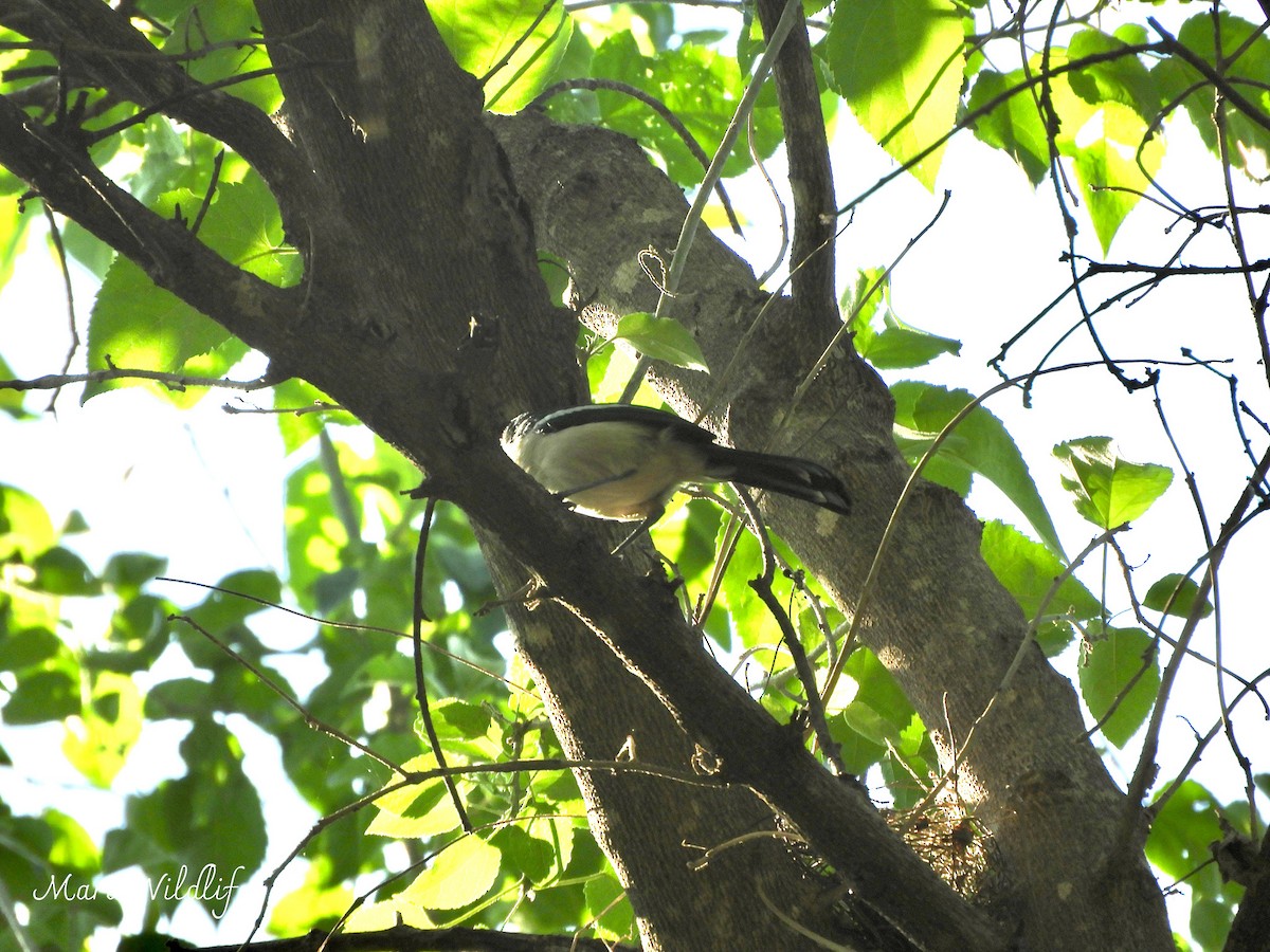 Пегий бубу - ML646733917