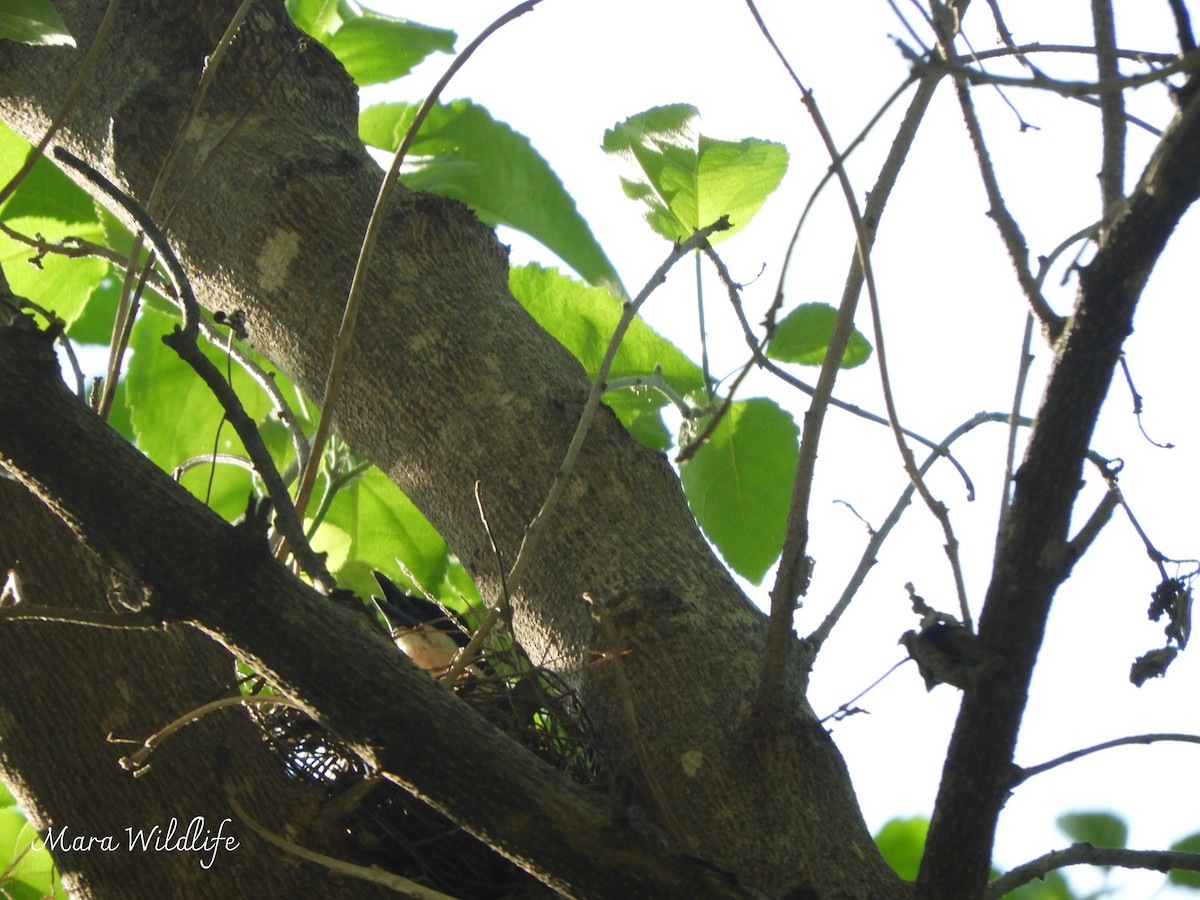 Пегий бубу - ML646733918