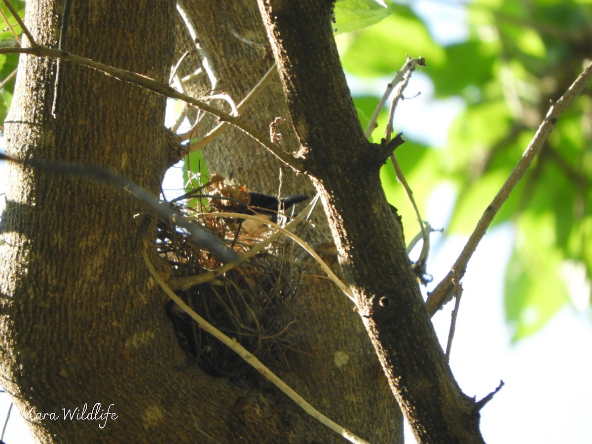 Пегий бубу - ML646733919