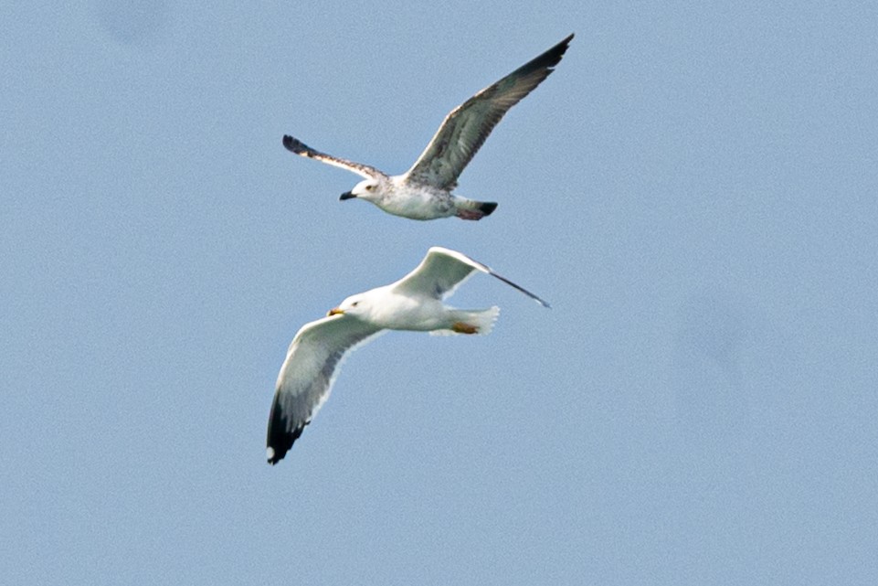 小黑背鷗 - ML646733921