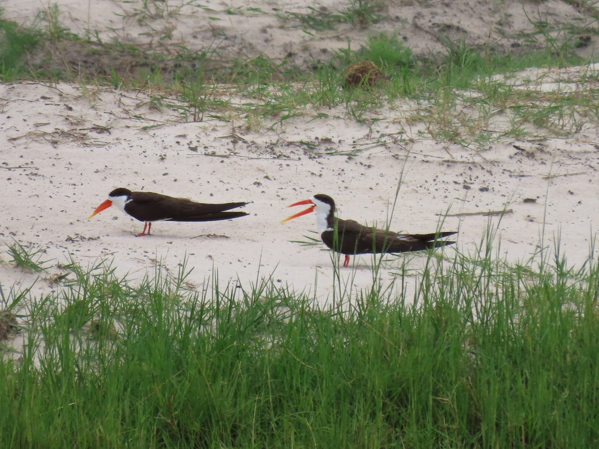 African Skimmer - ML646733922