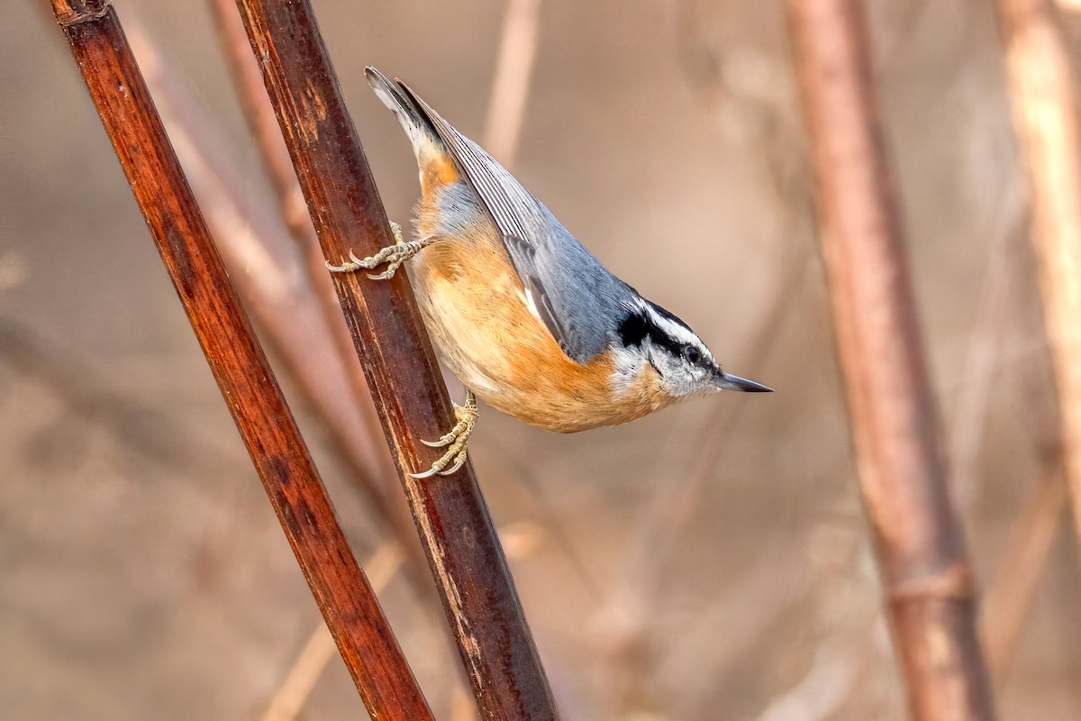 Red-breasted Nuthatch - ML646733927