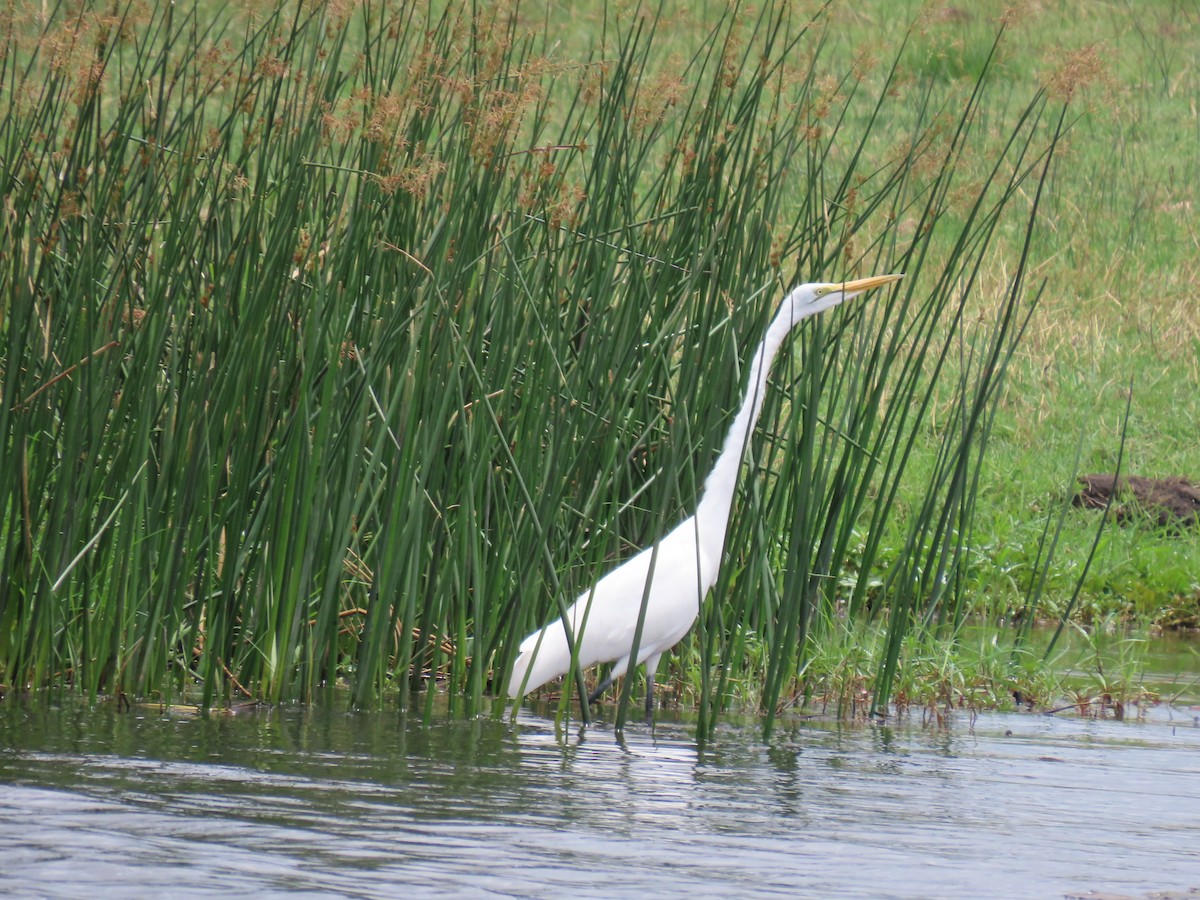 小白鷺 - ML646733928