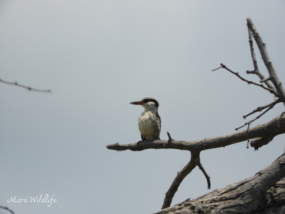 Пёстрый зимородок - ML646733933
