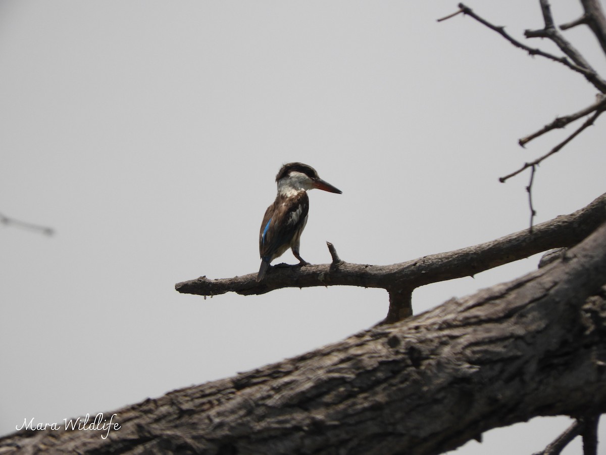 Пёстрый зимородок - ML646733934