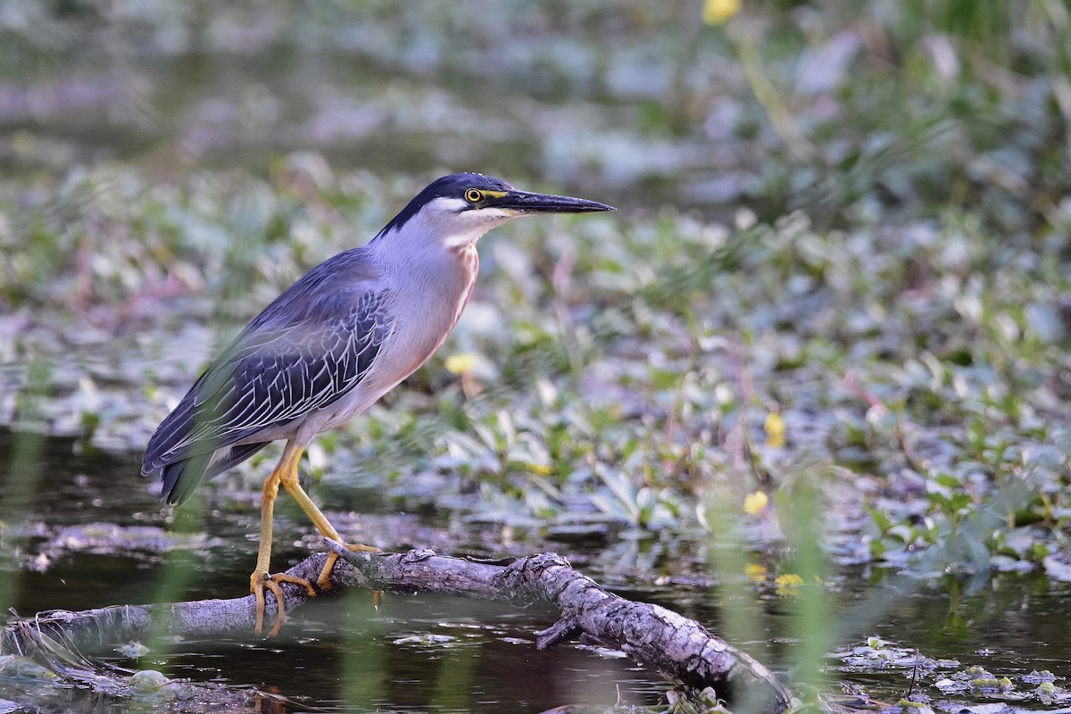 Striated Heron - ML646733935
