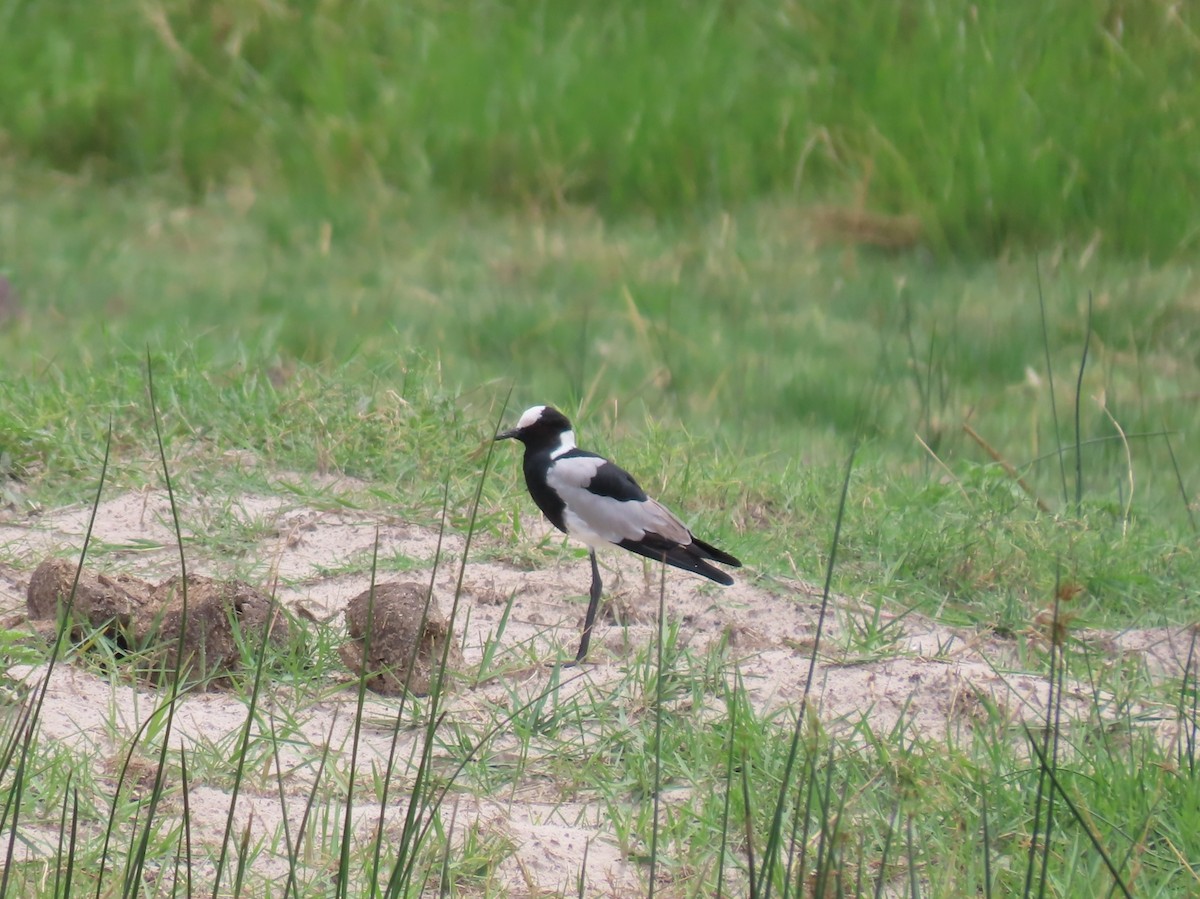 Blacksmith Lapwing - ML646733936