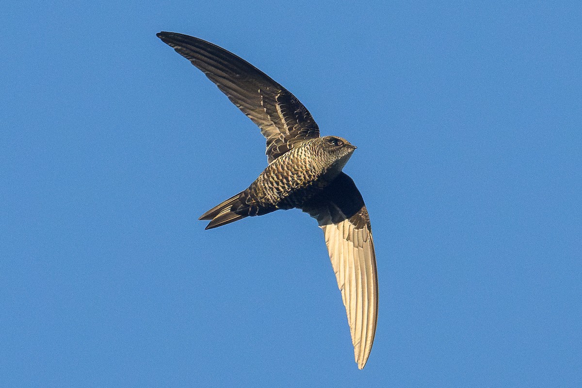 Cook's Swift - ML646733943