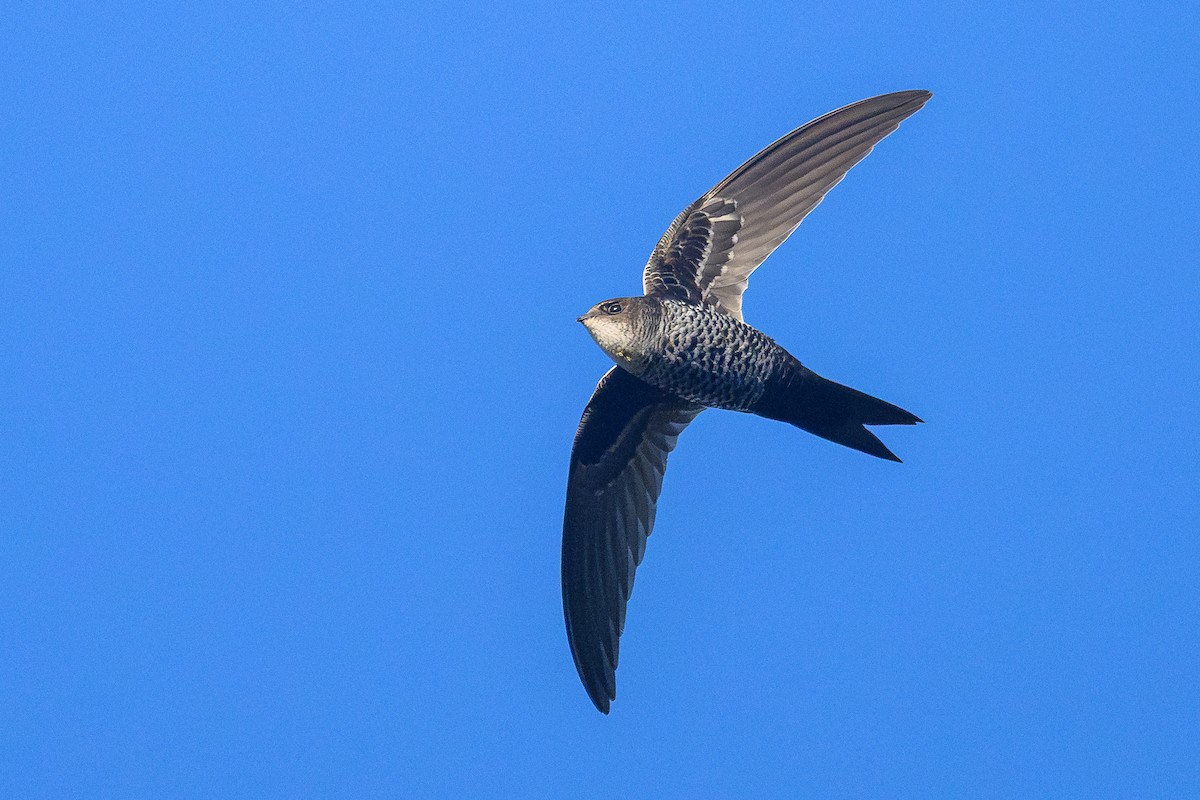 Cook's Swift - ML646733944