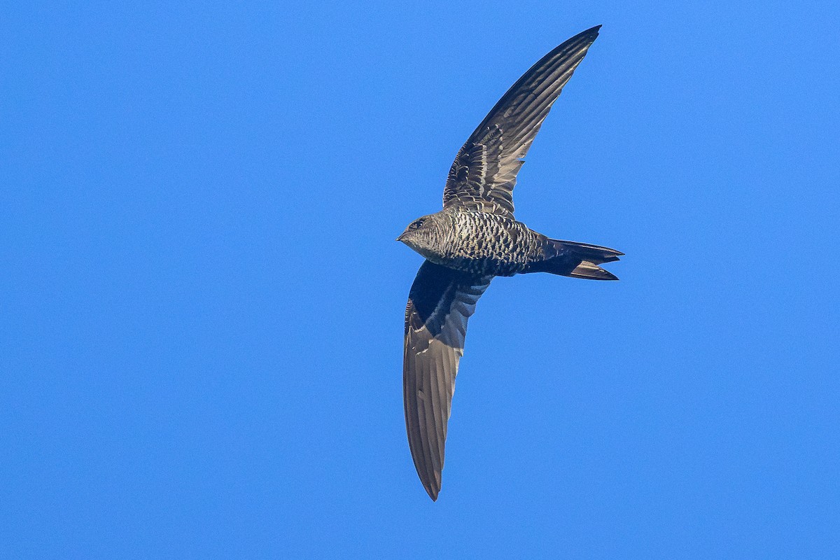 Cook's Swift - ML646733945