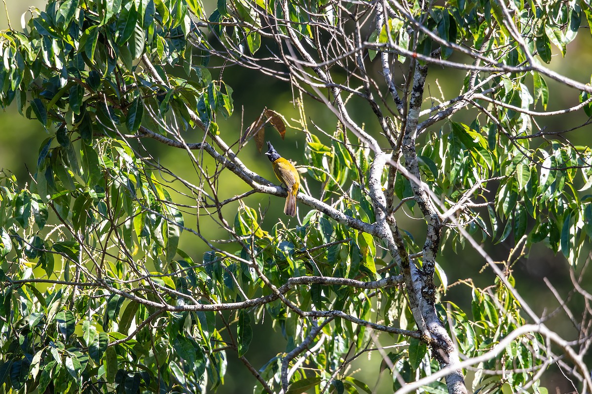Black-crested Bulbul - ML646733946