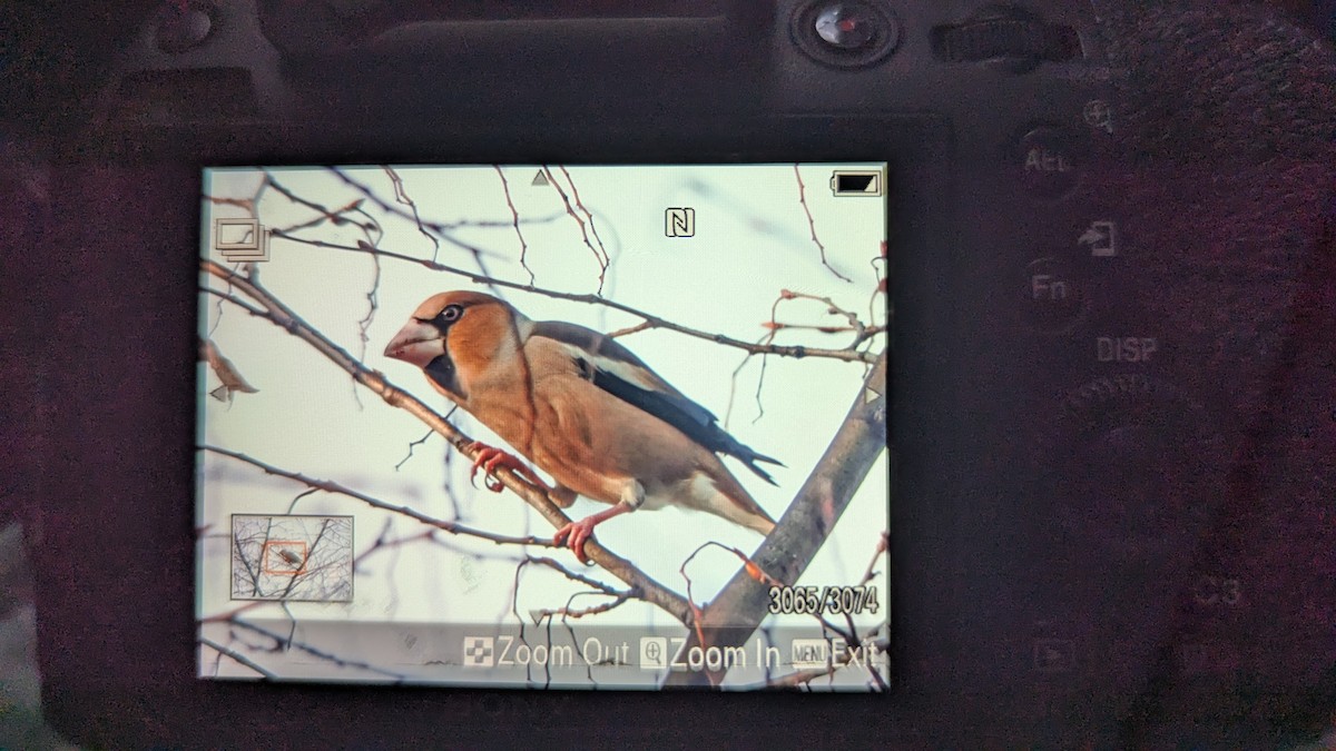 臘嘴雀 - ML646733947