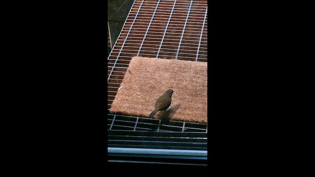 Chucao Tapaculo - ML646733948