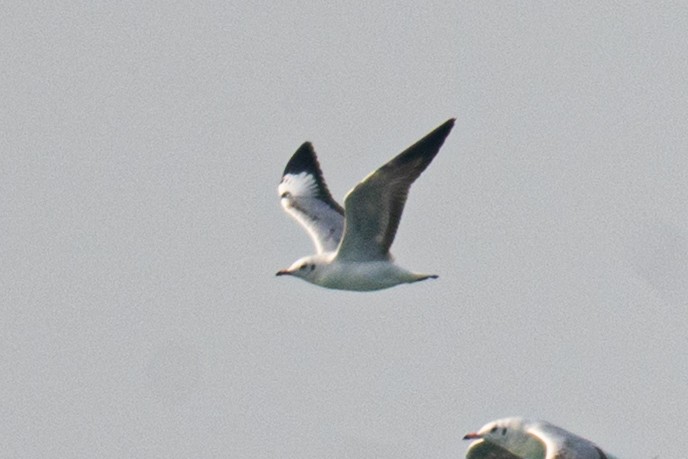 Black-headed Gull - ML646733950