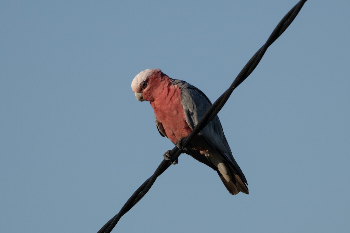 Galah - ML646733958