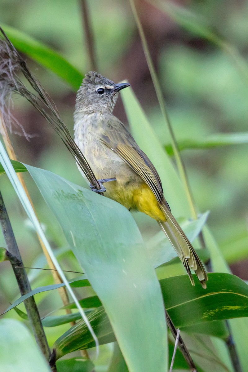 Flavescent Bulbul - ML646733959