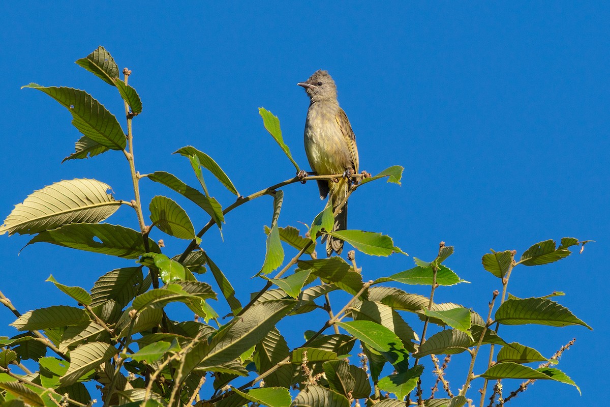 Flavescent Bulbul - ML646733960