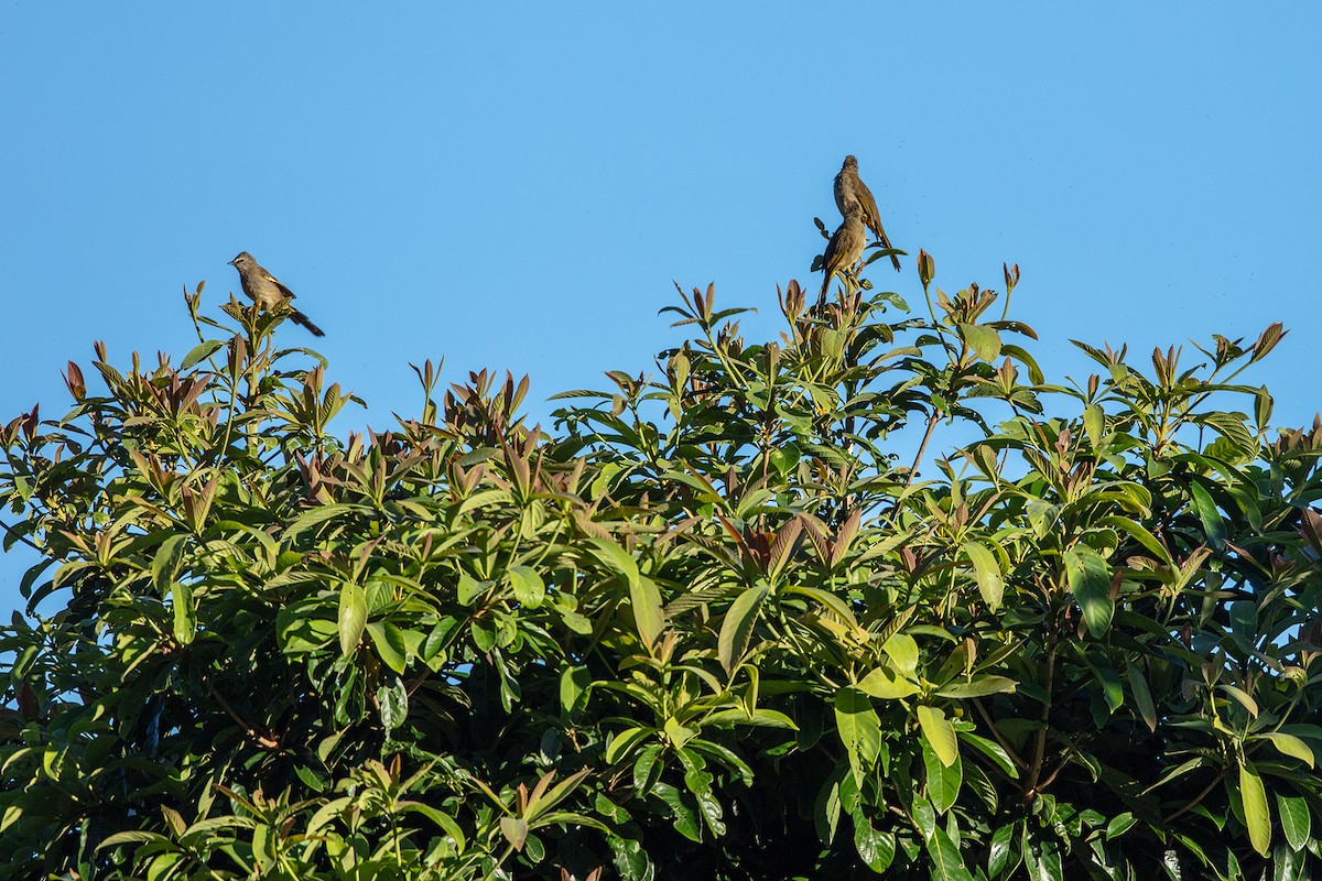 Flavescent Bulbul - ML646733961