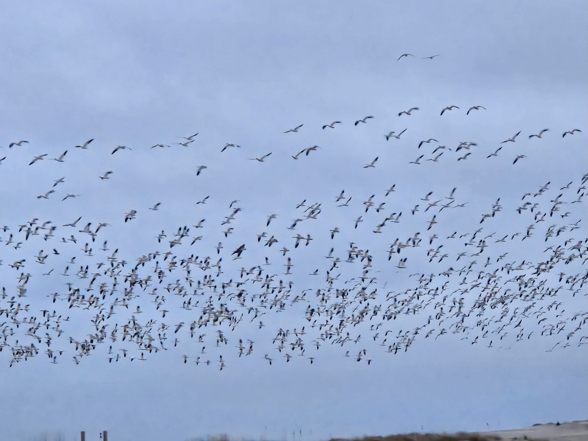 Snow Goose - ML646733962