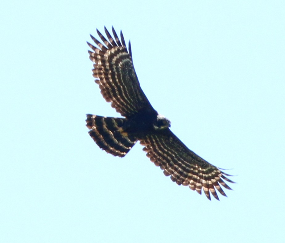 Black Hawk-Eagle - ML646733963